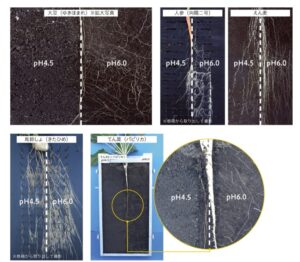 酸性土壌とアルミニウムによる根痛みの例