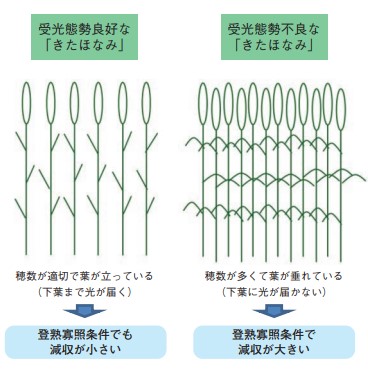 「きたほなみ」の受光態勢を解説した図。穂数や茎数が適切でないと受光態勢が悪く生育不良になってしまう。
