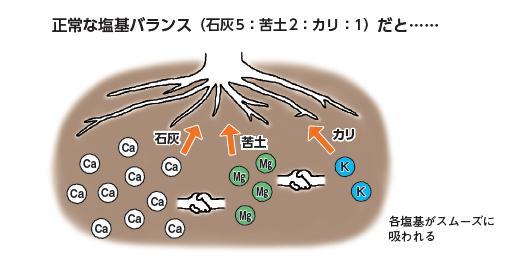 塩基バランスのイメージ
