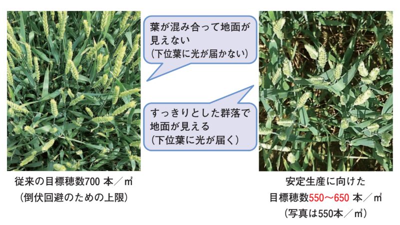 きたほなみの穂数による生育差を比較した写真