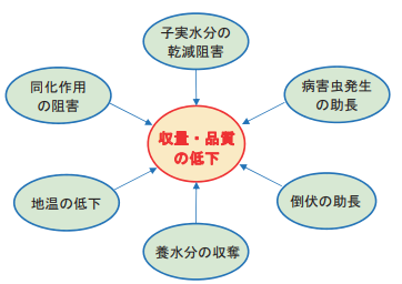 雑草が生育に及ぼす影響の図解
