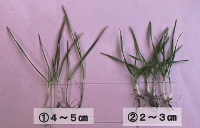 きたほなみ（秋小麦）の播種深度による生育差の比較写真