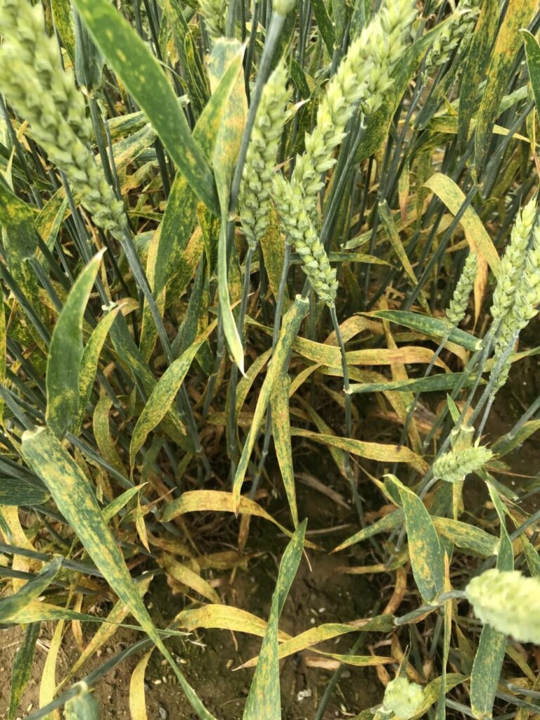 赤さび病が発生しているきたほなみ（秋小麦）の止葉期の写真