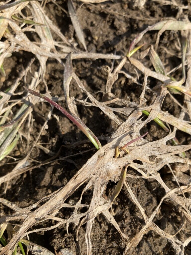 雪腐れ病が発生している秋小麦（きたほなみ）の起生期の写真