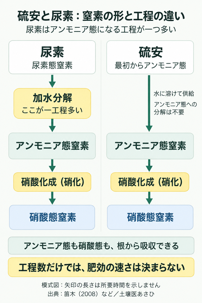 硫安と尿素の工程の違い。