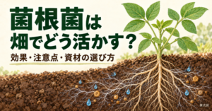 ダイズの根と菌根菌の菌糸が土壌中に広がり、水分やリン酸を受け取る模式図